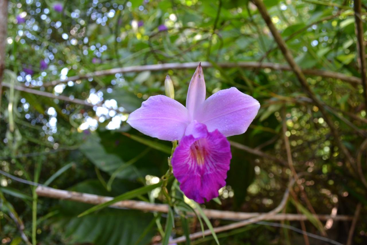 Natuga Ecolodge-Villas Dominical Baru Buitenkant foto