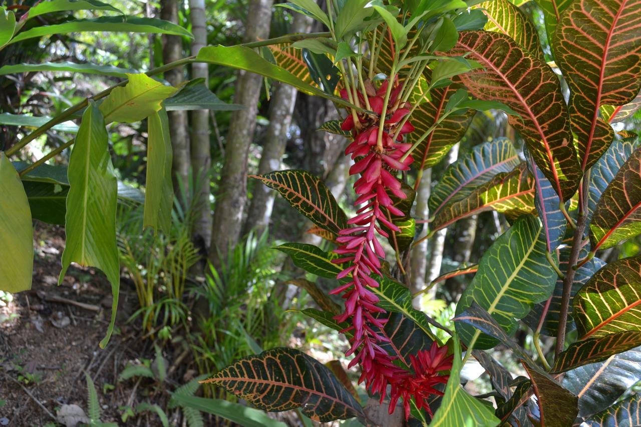 Natuga Ecolodge-Villas Dominical Baru Buitenkant foto