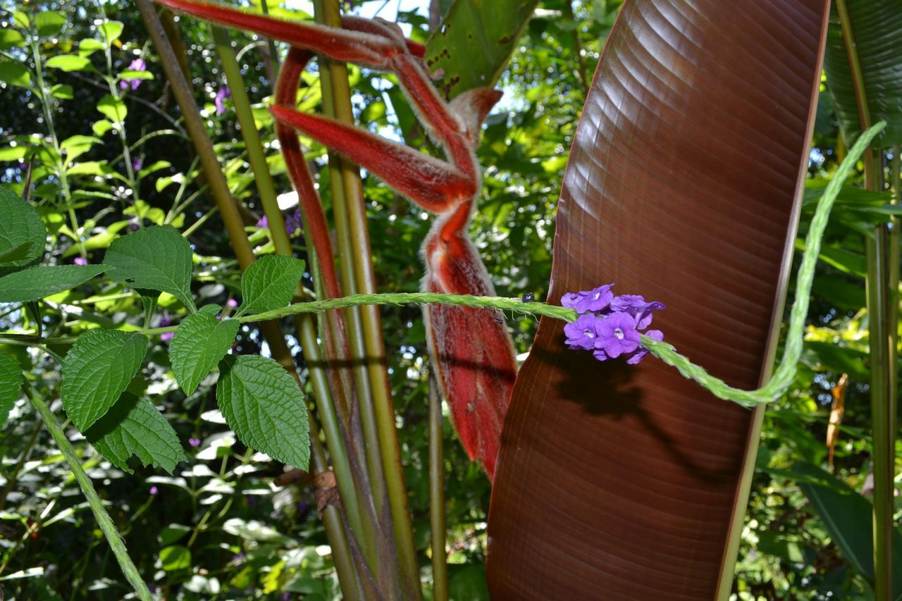 Natuga Ecolodge-Villas Dominical Baru Buitenkant foto