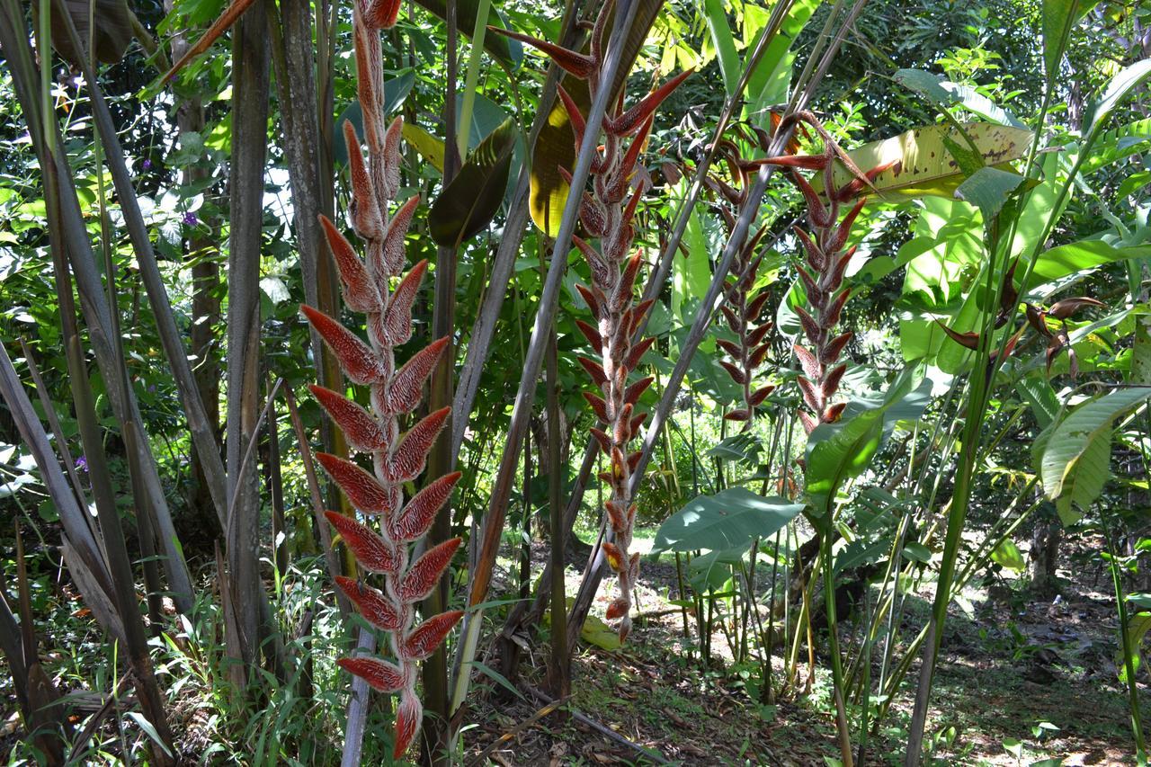 Natuga Ecolodge-Villas Dominical Baru Buitenkant foto